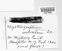 Hysterographium vulvatum image